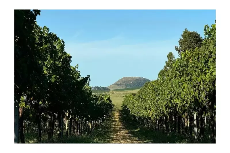 Justiça do RS Bane Agrotóxico 24-D: Viticultores e Produtores de Maçã Respiraram Aliviados?