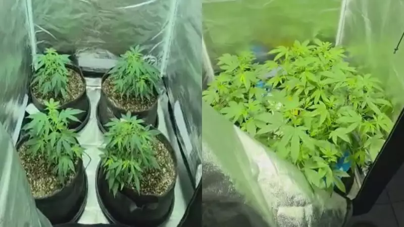 Laboratório Clandestino de Supermaconha é Desmantelado pela Polícia em BH — Biólogo é Preso