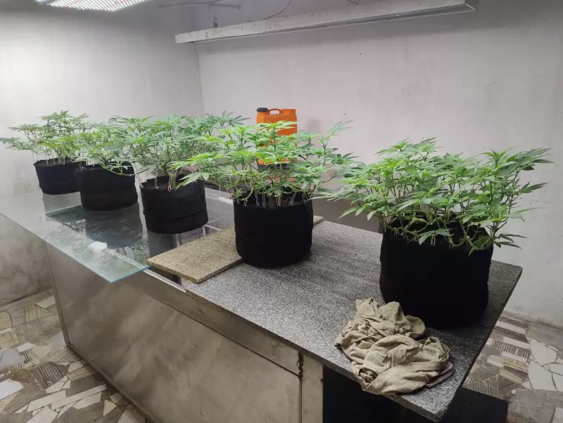 Laboratório de Maconha é Desmantelado em Maceió: Homem Preso em Flagrante com Plantação Ilegal | G1 Alagoas