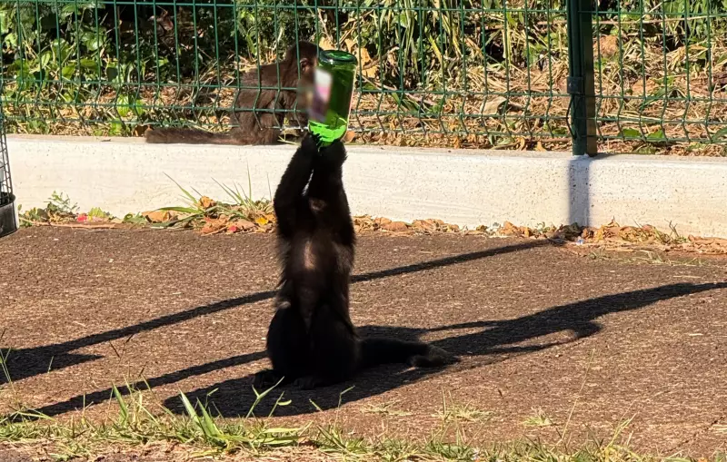 Macaco 'Garçom' Viraliza ao Virar Garrafa com Destreza em Parque do Paraná — Assista ao Vídeo!