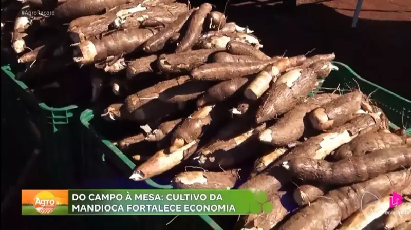 Mandioca: O Ouro Branco do Interior Paulista que Alimenta o Brasil e Movimenta Milhões