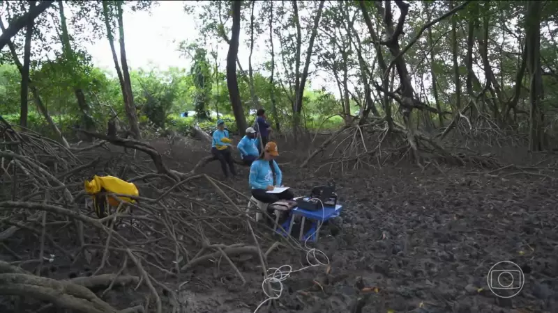Manguezais da Amazônia Renascem: Projeto Inovador Mostra Resultados Surpreendentes