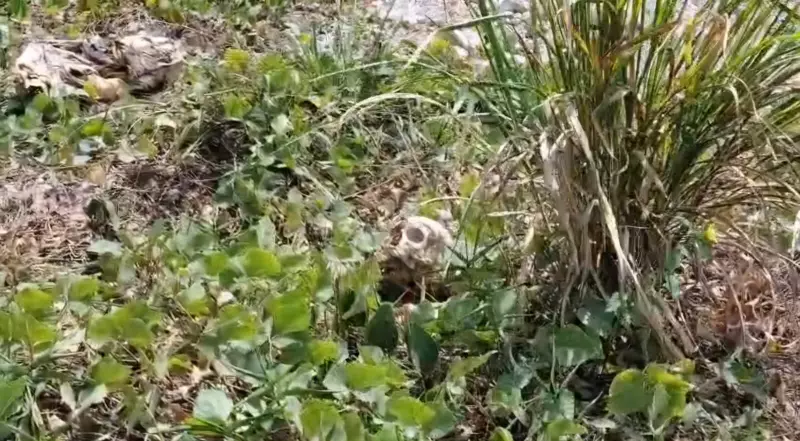 Mistério em Santarém: Polícia Civil busca identidade de ossada humana encontrada no Cambuquira