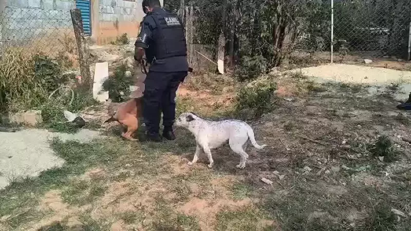 Operação da GCM em São Roque: Droga Apreendida no Bairro Paisagem Colonial