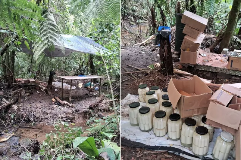 Operação da Polícia Ambiental desmantela fábrica ilegal de palmito em SP: espécie em risco de extinção era alvo