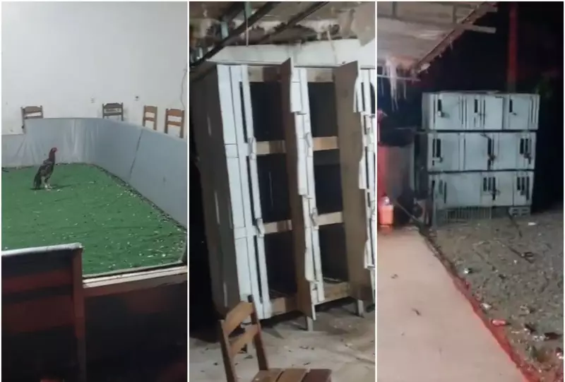 Operação de Combate às Rinhas: Mais de 100 Galos São Resgatados de Cativeiro Irregular em Lucas do Rio Verde