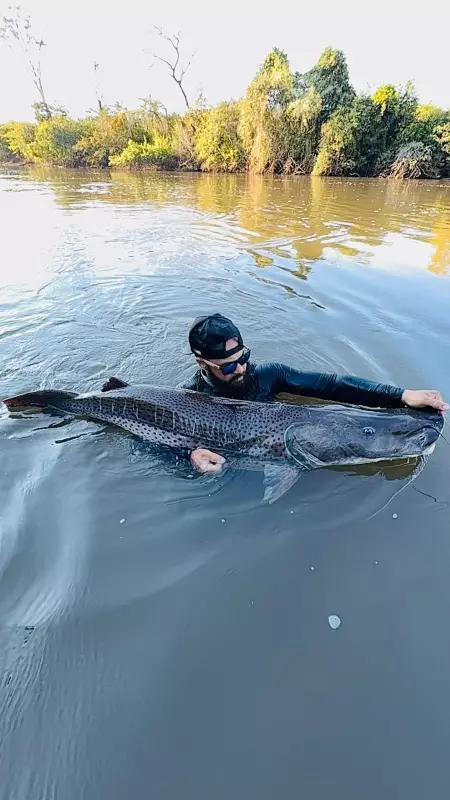 Pescador encara as águas do Rio Aquidauana e fisga pintado gigante de 1,61 metro em MS — assista ao vídeo épico!