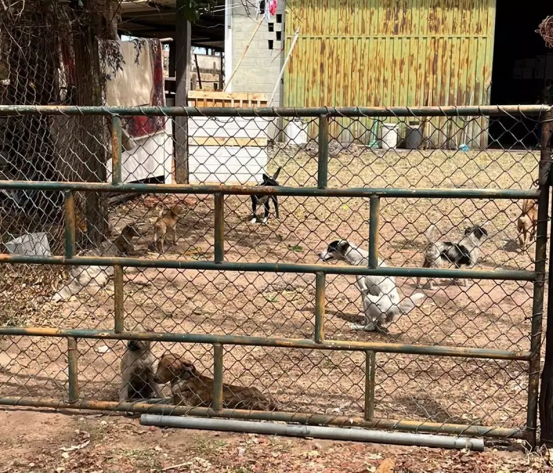 Pirassununga: Mulher é presa e 65 animais são resgatados em cena chocante de maus-tratos