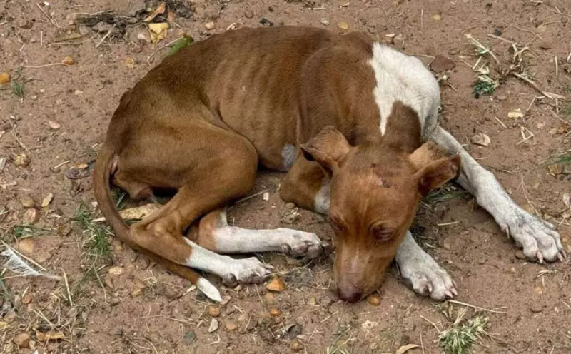 Pirassununga: Mulher presa por maus-tratos a mais de 50 animais em sítio - Cenas chocantes