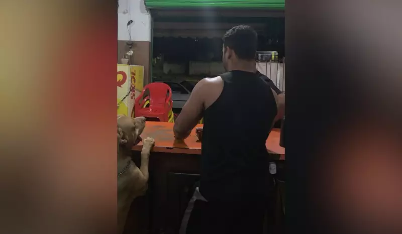 Pitbull Viraliza como Recepcionista em Bar de Vinhedo, SP: Fofura e Profissionalismo