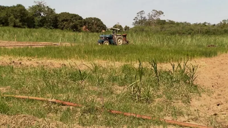 Preço do Arroz em Queda Livre no RS: Entenda o Efeito Dominó que Ameaça Produtores