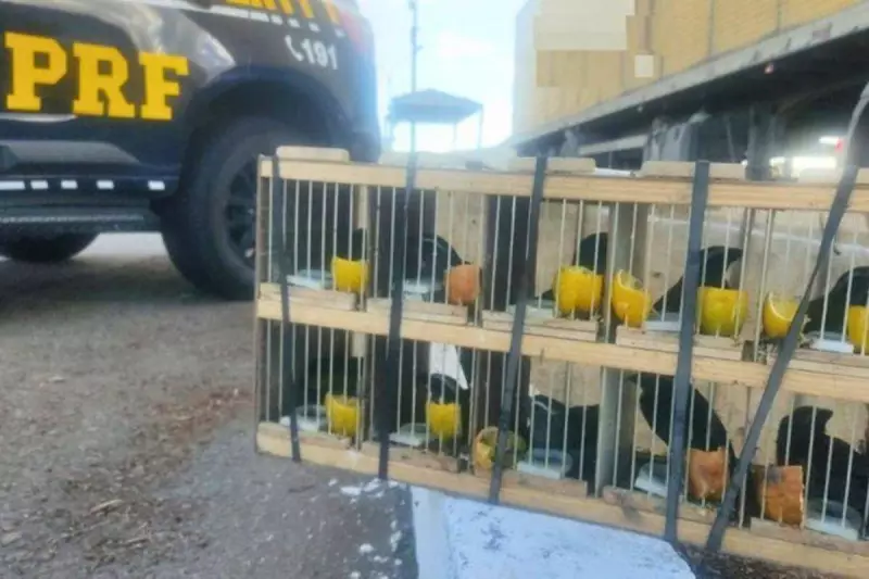 PRF Desmantela Tráfico de Aves Silvestres na BA: 60 Animais Resgatados e Motorista Preso com Rebites