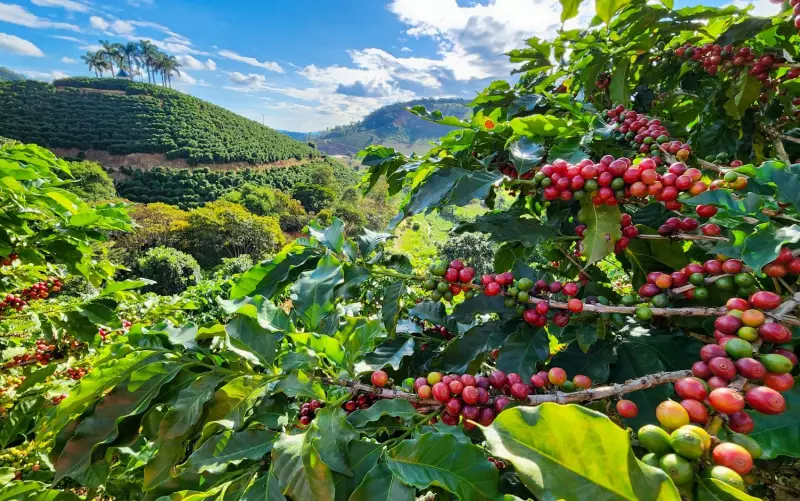 Produtores de Café do Sul de MG: Últimos Dias para Concorrer no Concurso Estadual de Qualidade!
