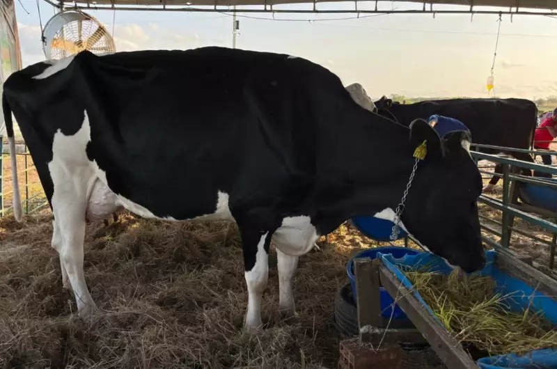 Revolução no Leite: Técnica Inovadora Faz Vacas Produzirem Mais de 100 Litros Diários em Sergipe