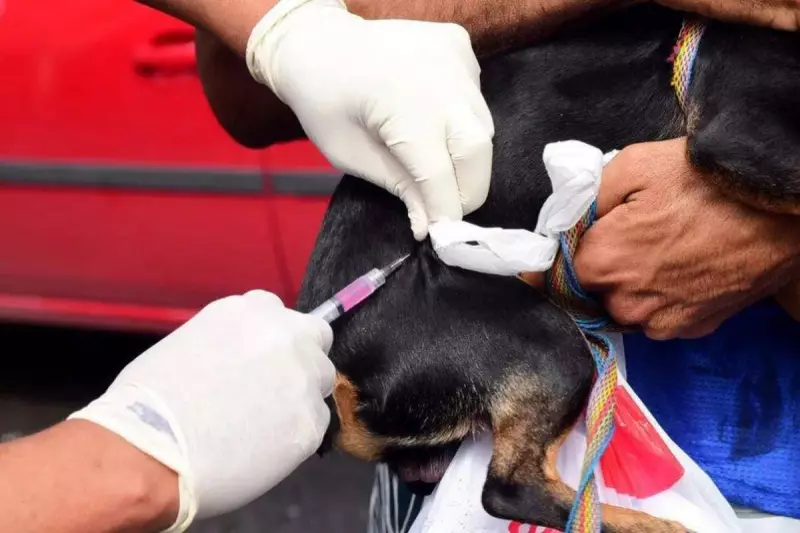 Salvador já imunizou mais de 81 mil pets contra raiva — e a campanha continua de vento em popa!