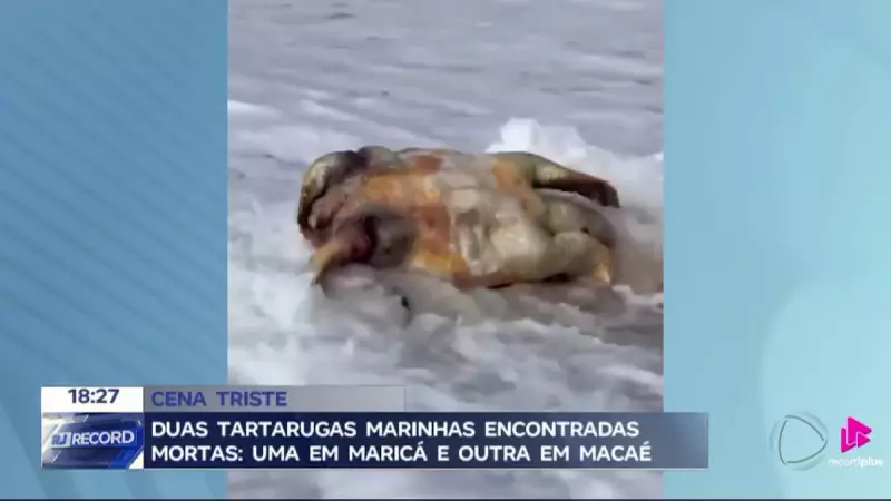 Tragédia Ambiental: Dezenas de Tartarugas Marinhas Encontradas Mortas no Litoral do RJ