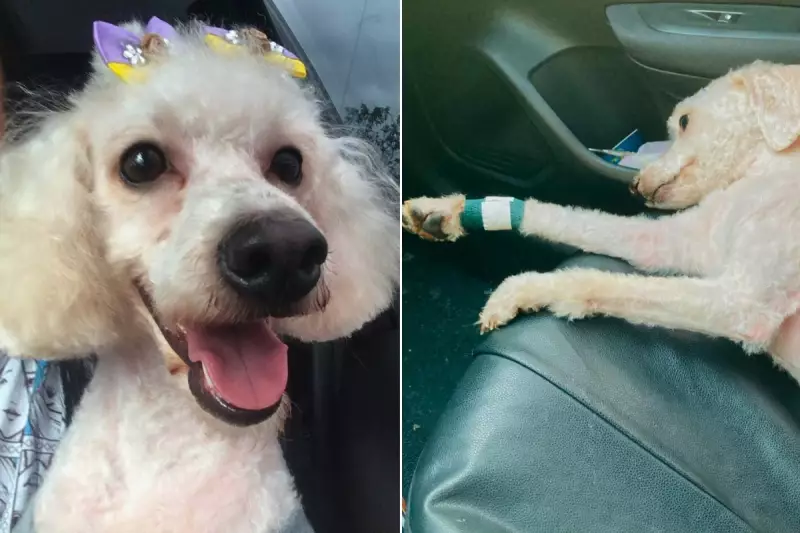 Tragédia em Pet Shop: Poodle é morto por Pit Bull sem focinheira no litoral de SP