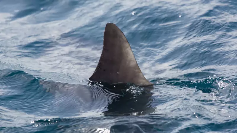 Tragédia no Surf: Tubarão Ataca e Mata Surfista em Praia Australiana — Detalhes Chocantes