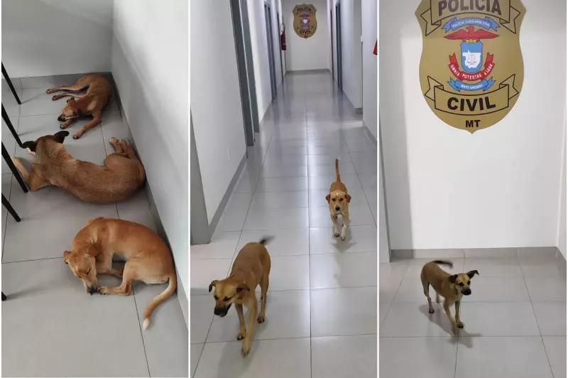 Tropa dos Caramelos: Vídeo Surpreendente Mostra Vigilância Inusitada em Delegacia de MT | Assista