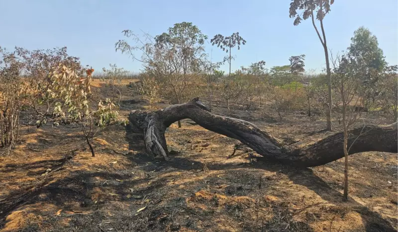 Usina Leva Multa de R$ 180 Mil por Incêndio em Canavial de Presidente Prudente — Veja os Detalhes