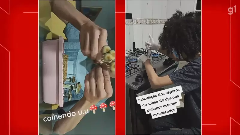 Vendedor de Cogumelos Alucinógenos Preso no DF Após Expor Produção em Rede Social