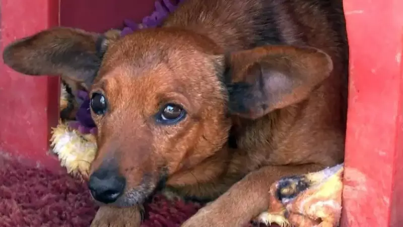 Vira-lata Percorre 12 km em Jornada de Amor: Cachorro Encontra Dono no Velório e Comove o Brasil