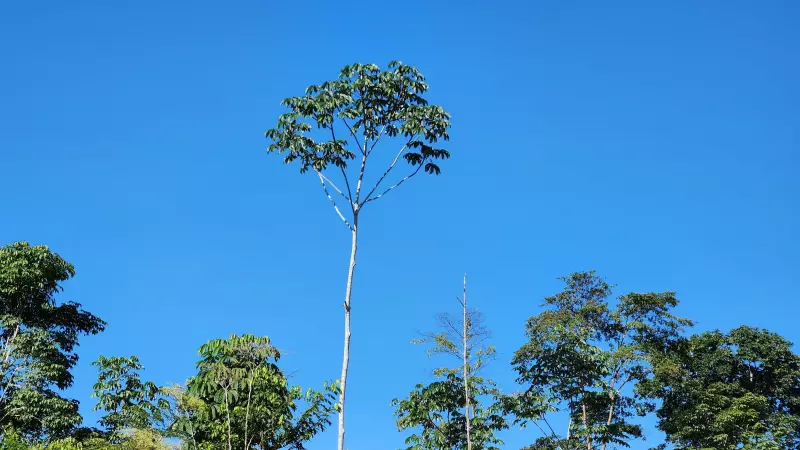 Acre celebra marca histórica: desmatamento atinge menor nível em 8 anos, revela INPE