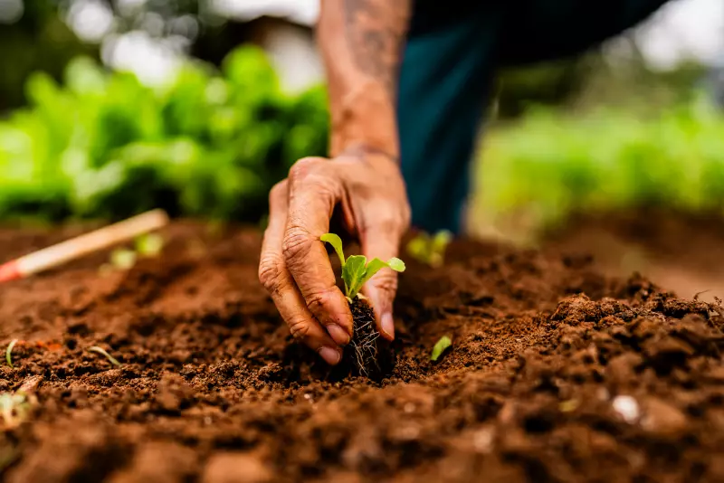 Agro Brasileiro: Como Nossa Produção de Alimentos Pode Salvar o Mundo da Crise Climática