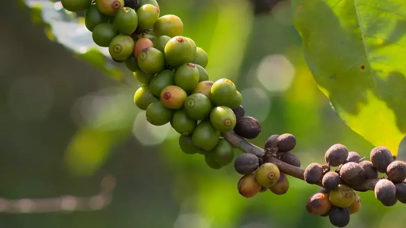 Alerta Máximo: Exportações de Café Podem Desaparecer se Nada For Feito, Adverte Especialista