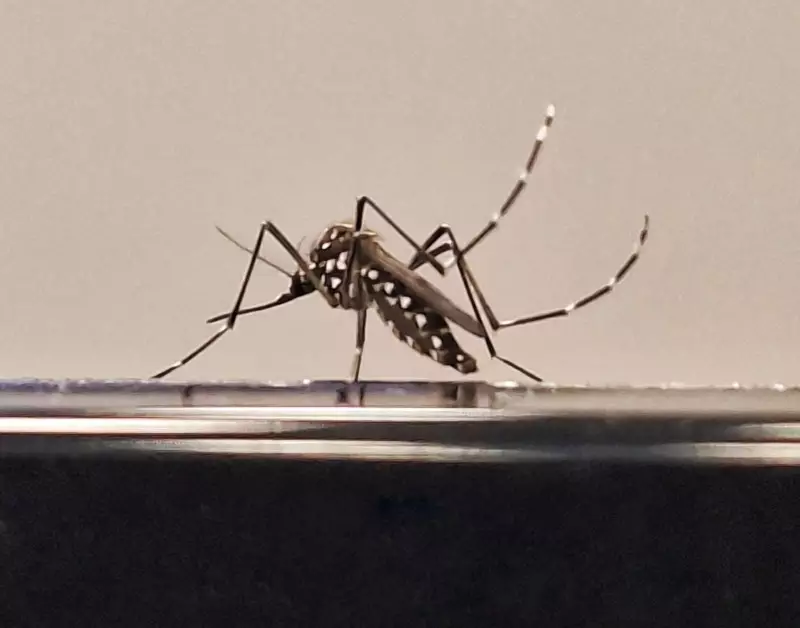 Alerta na Paraíba: Mortes por Dengue Disparam e Acendem Sinal Vermelho na Saúde Pública