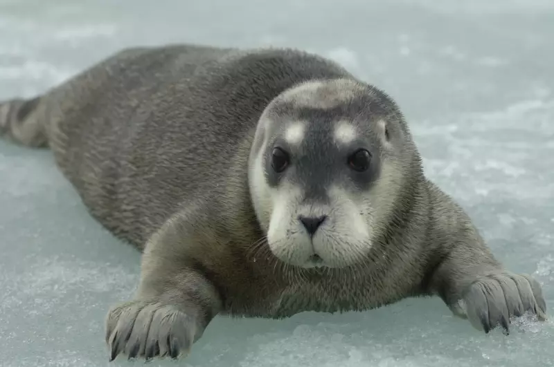 Alerta Vermelho da Natureza: Focas e Aves Entram em Espiral de Declínio na Nova Lista da IUCN
