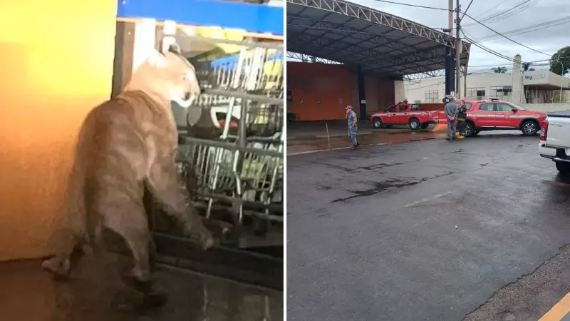 Animais silvestres invadem cidades do interior paulista: saiba o que fazer ao encontrar