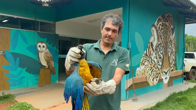 Arara Azul Ferida Encontra Refúgio em Residência de Palmas e Sobrevive Após Quatro Dias sem Alimentação