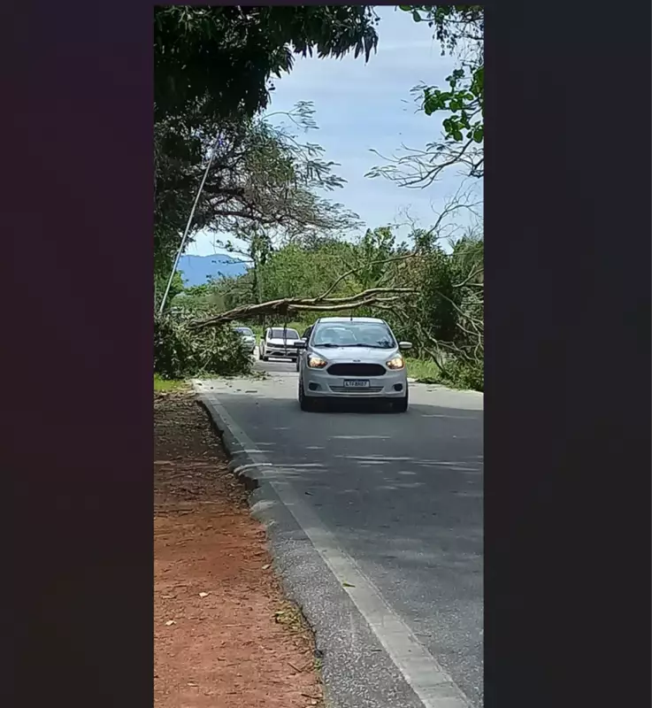 Árvore Desaba e Interdita RJ-106 em Saquarema: Trânsito Caótico na Região dos Lagos