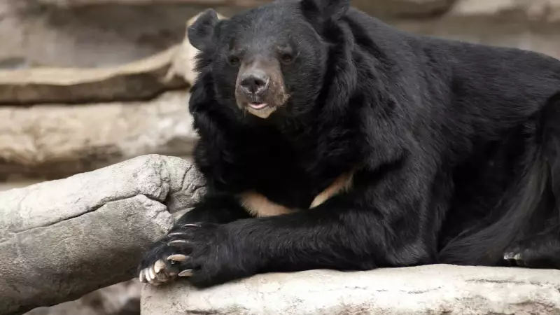 Ataque Fatal: Urso Decapita Idoso de 70 Anos no Japão em Cena de Horror
