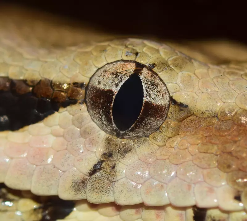 Ataque Mais Rápido do Reino Animal: Câmera Lenta Revela Movimento Imperceptível a Olho Nu