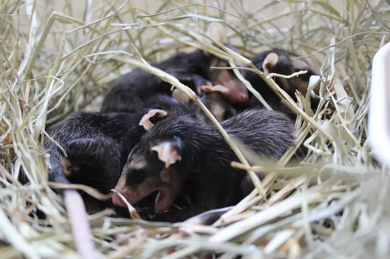 Aumento Alarmante: Queimadas e Período Reprodutivo Elevam Resgates de Animais Silvestres em Jundiaí