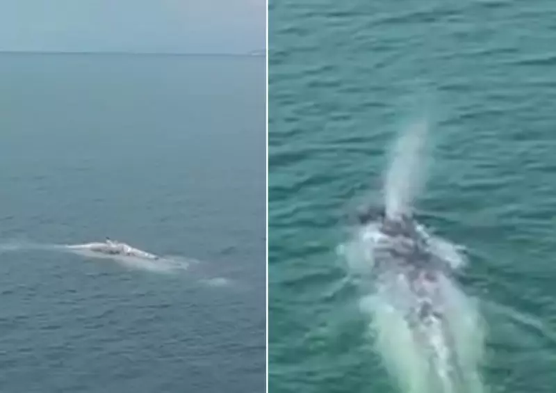 Baleia Jubarte Tira um 'Dia de Folga' na Praia Grande: Drone Captura Momentos de Pura Serenidade