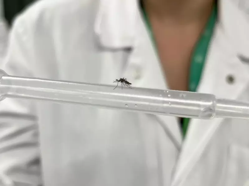 Biofábrica em Campinas vai soltar 190 milhões de mosquitos com bactéria para deter avanço da dengue