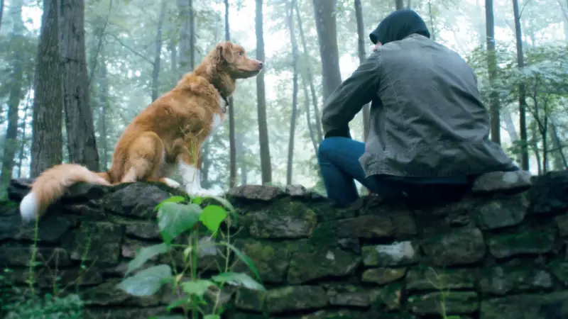 Bom Menino: O Filme de Terror Que Mostra o Mundo Pelos Olhos de um Cão