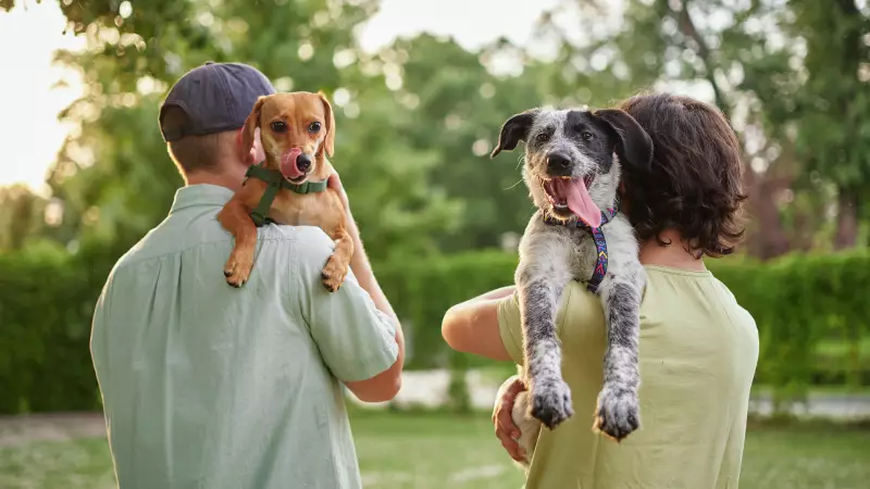 Brasil é 3º no ranking mundial de pets: descubra os números dessa revolução animal