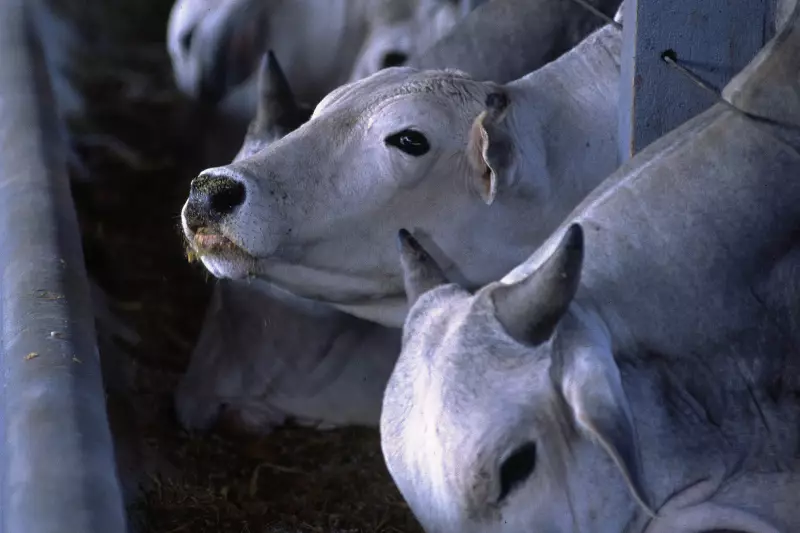 Brasil Dá Passo Histórico: Lançada Primeira Associação Multissetorial Pelo Bem-Estar Animal