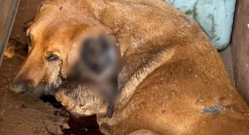 Cachorra Sofre Mutilação Horrorosa em Sítio de Franca; Caseiro é Detido pela Polícia