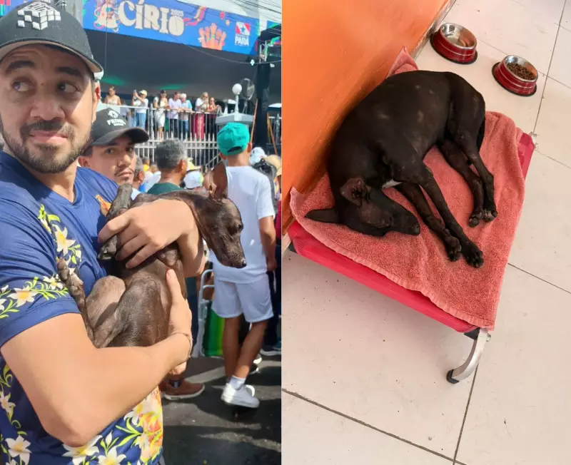 Cachorrinha sobrevive a pisoteamento no Círio de Nazaré e ganha nome emocionante