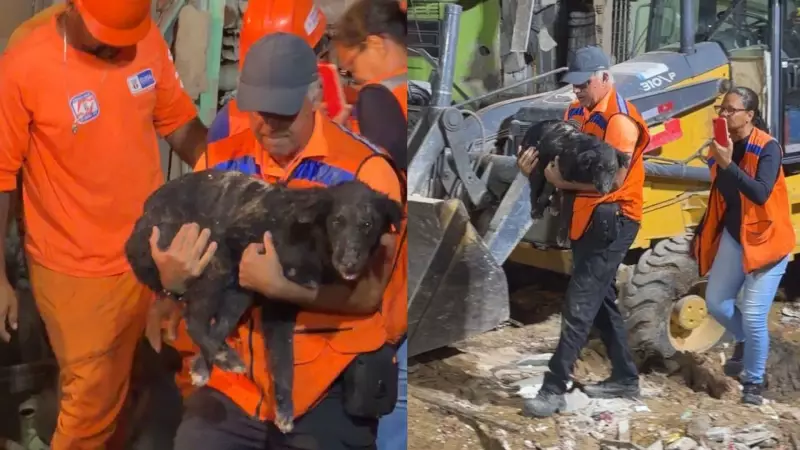 Cachorro sobrevive 35 horas sob escombros em Olinda, mas não resiste após resgate emocionante