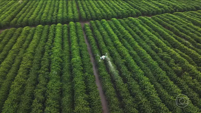 Café do Futuro: Como a Genética Está Salvando Nossa Bebida Nacional das Mudanças Climáticas