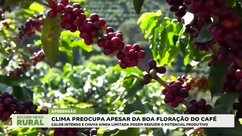 Café em Risco: Apesar da Floração Promissora, Clima Ameaça Safra Brasileira