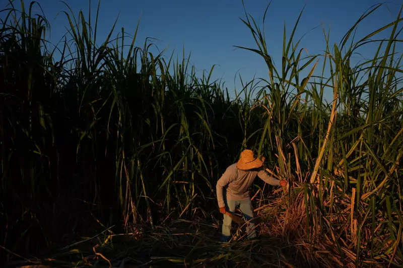 Calor Extremo na Califórnia: Cientistas Mapeiam Zonas de Perigo para Salvar Vidas de Trabalhadores Rurais
