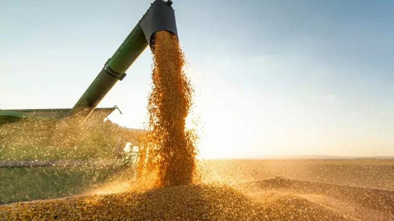 Campo em Festa: IBGE Projeta Safra Histórica para 2025 com Crescimento Impressionante