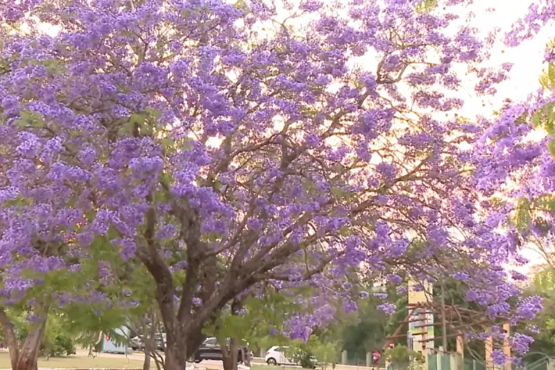 Campo Grande se veste de roxo: conheça a árvore que não é ipê e encanta a capital